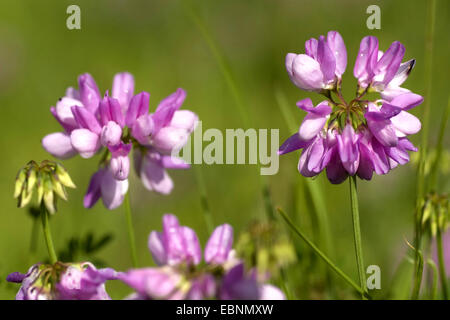 Crown vetch, finale crownvetch, corona comune-veccia (Securigera varia, Coronilla varia), fioritura, Germania Foto Stock