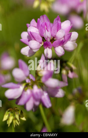 Crown vetch, finale crownvetch, corona comune-veccia (Securigera varia, Coronilla varia), fioritura, Germania Foto Stock