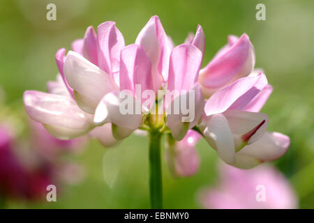 Crown vetch, finale crownvetch, corona comune-veccia (Securigera varia, Coronilla varia), infiorescenza, Germania Foto Stock