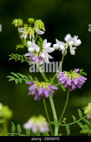 Crown vetch, finale crownvetch, corona comune-veccia (Securigera varia, Coronilla varia), fioritura, Germania Foto Stock