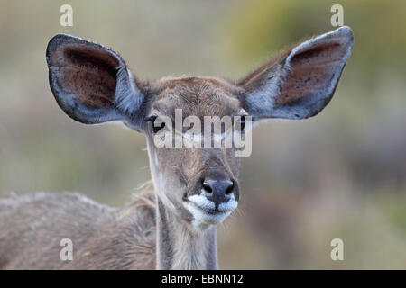 Kudu maggiore (Tragelaphus strepsiceros), il ritratto di una donna, Sud Africa, Santa Lucia Wetland Park Foto Stock