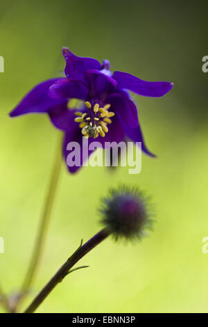 Aquilegia alpina europea (Aquilegia vulgaris), fiore, Austria, Tirolo Foto Stock