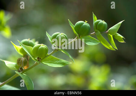 Cappero di euforbia, Mole (vegetali di Euphorbia lathyrus, Euphorbia lathyris), frutta, Germania Foto Stock