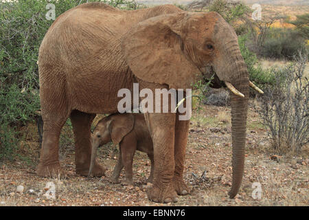 Elefante africano (Loxodonta africana), mangiare elefante mucca con vitello, Kenya, Samburu Riserva nazionale Foto Stock