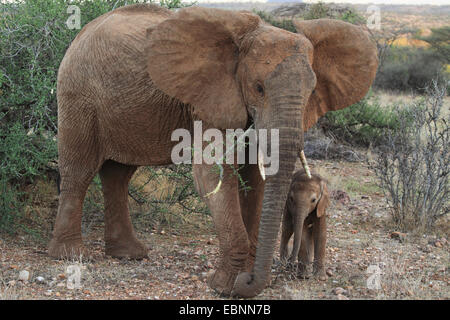 Elefante africano (Loxodonta africana), mangiare elefante mucca con vitello, Kenya, Samburu Riserva nazionale Foto Stock