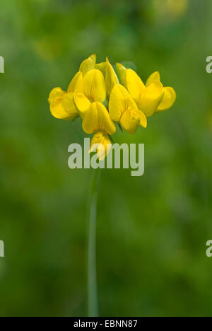 Maggiore Bird's-piede (trifoglio Lotus pedunculatus), infiorescenza, Germania Foto Stock