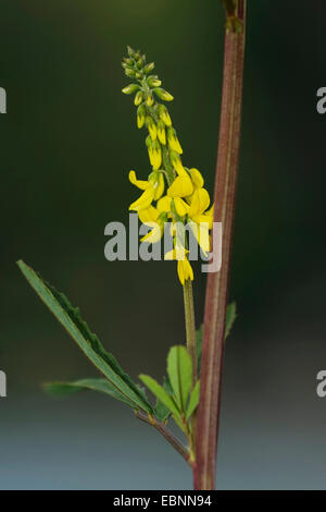 Tall melilot, alti sweetclover giallo (Melilotus altissimus), infiorescenza, Germania Foto Stock