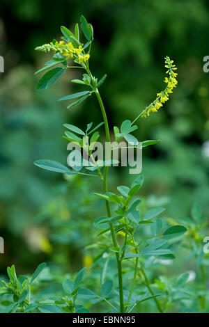 Melilot comune, melilot nervata, melilot giallo, giallo sweetclover, Meliloto (Melilotus officinalis), infiorescenza, Germania Foto Stock