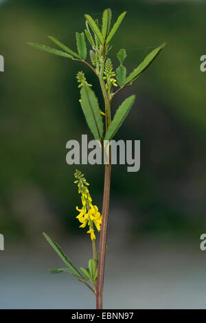 Tall melilot, alti sweetclover giallo (Melilotus altissimus), infiorescenza, Germania Foto Stock