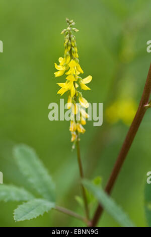 Tall melilot, alti sweetclover giallo (Melilotus altissimus), infiorescenza, Germania Foto Stock