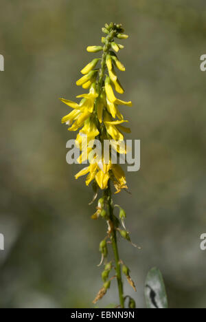 Melilot comune, melilot nervata, melilot giallo, giallo sweetclover, Meliloto (Melilotus officinalis), infiorescenza, Germania Foto Stock