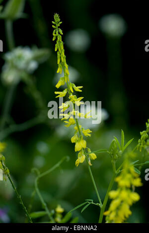 Melilot comune, melilot nervata, melilot giallo, giallo sweetclover, Meliloto (Melilotus officinalis), infiorescenza, Germania Foto Stock