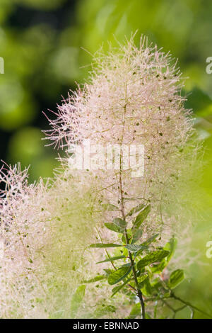 Sumach veneziano, smoketree (Cotinus coggygria, Rhus cotinus), la fruttificazione Foto Stock