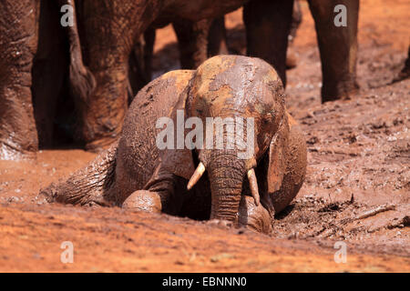 Elefante africano (Loxodonta africana), allevamento in corrispondenza di un foro di acqua in materiali ferrosi di terra rossa con i capretti in un bagno di fango in primo piano, Kenya, parco nazionale orientale di Tsavo Foto Stock