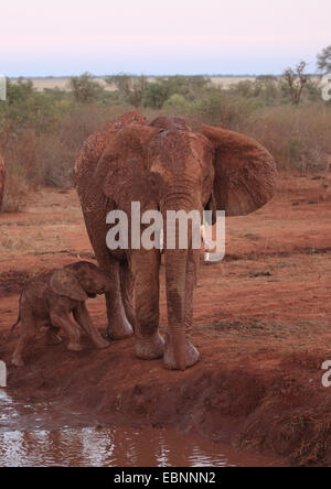 Elefante africano (Loxodonta africana), bambini e adulti in corrispondenza di un foro di acqua in materiali ferrosi di terra rossa, Kenya, parco nazionale orientale di Tsavo Foto Stock