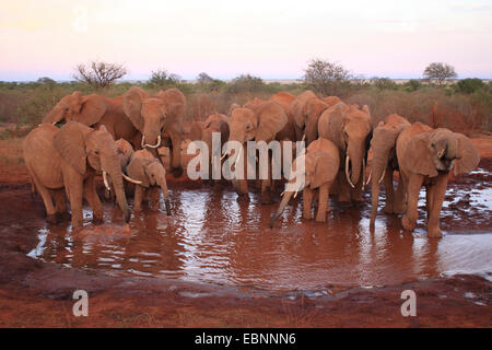 Elefante africano (Loxodonta africana), allevamento in corrispondenza di un foro di acqua in materiali ferrosi di terra rossa, Kenya, parco nazionale orientale di Tsavo Foto Stock