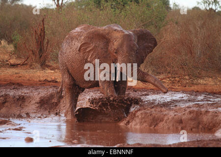 Elefante africano (Loxodonta africana), prendendo un bagno di fango in corrispondenza di un foro di acqua in materiali ferrosi di terra rossa, Kenya, parco nazionale orientale di Tsavo Foto Stock