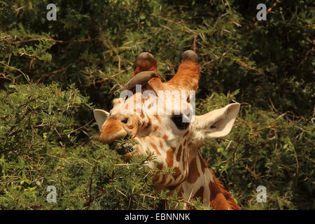 Giraffe reticolate (Giraffa camelopardalis reticulata), con oxpecker sulla testa, Kenya, Samburu Riserva nazionale Foto Stock