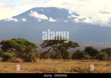 Masai giraffe (Giraffa camelopardalis tippelskirchi), la giraffa nella parte anteriore del Kilimanjaro, Kenia Masai Mara National Park Foto Stock