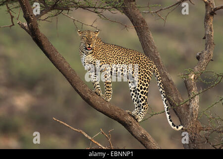 Leopard (Panthera pardus), in piedi su un albero, Kenya, Samburu Game Reserve Foto Stock