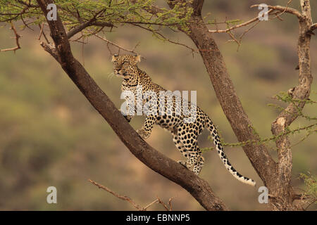 Leopard (Panthera pardus), in piedi su un albero, Kenya, Samburu Game Reserve Foto Stock