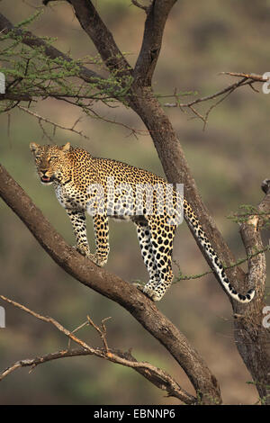 Leopard (Panthera pardus), in piedi su un albero, Kenya, Samburu Game Reserve Foto Stock