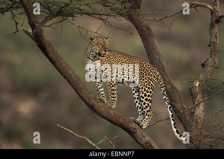 Leopard (Panthera pardus), in piedi su un albero, Kenya, Samburu Game Reserve Foto Stock