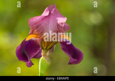 Barbuto (Iris Iris barbata), fiore Foto Stock