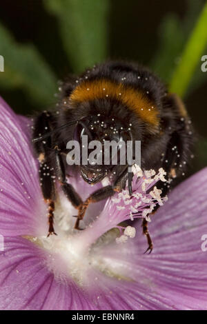 Buff-tailed Bumble Bee (Bombus terrestris), la ricerca di nettare su un malva, Germania Foto Stock