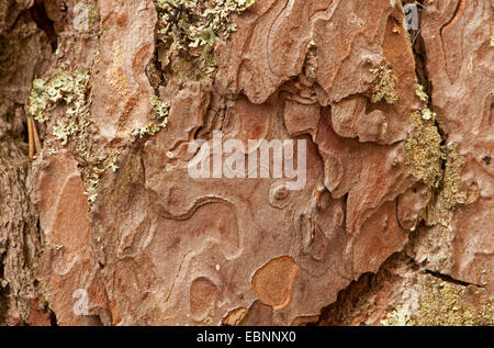 Pino silvestre di corteccia di albero Foto Stock