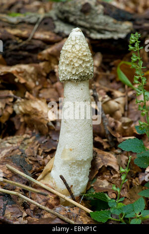 Stinkhorn (Phallus impudicus), corpo fruttifero sul suolo della foresta, Germania Foto Stock