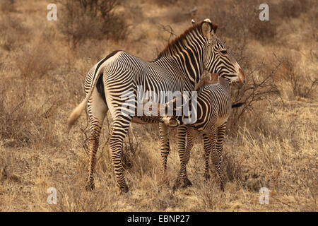 Di Grevy zebra (Equus grevyi), il mare con il lattante puledro, Kenya, Amboseli National Park Foto Stock