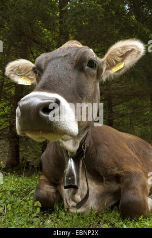 Gli animali domestici della specie bovina (Bos primigenius f. taurus), ritratto, Austria, Tirolo, Lechtal Foto Stock