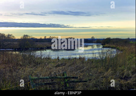 Luce della sera presso la riserva naturale Breites Wasser, Germania, Bassa Sassonia, Osterholz Foto Stock