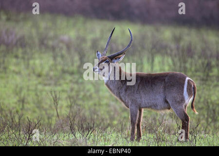 Waterbuck (Kobus ellipsiprymnus), maschio sorge nella prateria, Sud Africa, iSimangaliso Wetland Park Foto Stock