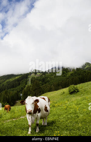 Gli animali domestici della specie bovina (Bos primigenius f. taurus), stando in piedi in un prato alpino, Austria, Tirolo Foto Stock