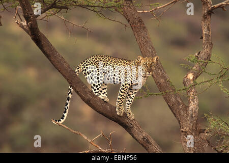 Leopard (Panthera pardus), in piedi su un albero, Kenya, Samburu Game Reserve Foto Stock