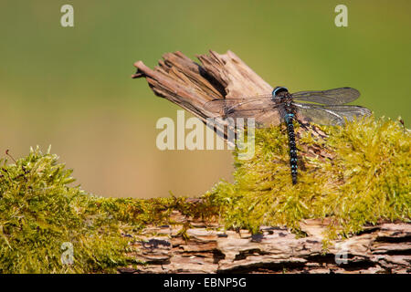 L'imperatore libellula (Anax imperator), a prendere il sole sul ramo di muschio, Svizzera Foto Stock