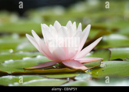 Ninfee pond lily (Nymphaea spec.), unico fiore Foto Stock