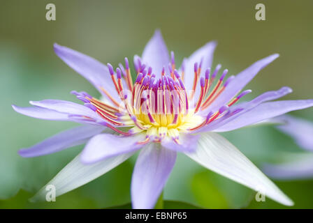 Tropical NINFEA BLU (Pigmea Nymphaea colorata), unico fiore Foto Stock