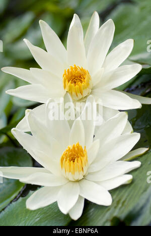 Acqua egiziano giglio bianco loto egiziano (Nymphaea lotus), due fiori Foto Stock