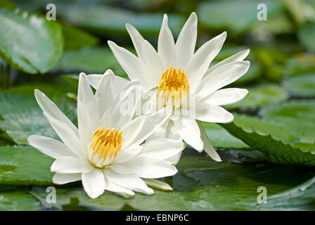 Acqua egiziano giglio bianco loto egiziano (Nymphaea lotus), due fiori Foto Stock