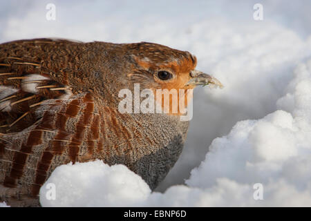 La starna (Perdix perdix), sui mangimi in snow, in Germania, in Baviera, il Parco Nazionale della Foresta Bavarese Foto Stock