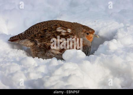 La starna (Perdix perdix), seduto nella neve e in cerca di cibo, in Germania, in Baviera, il Parco Nazionale della Foresta Bavarese Foto Stock