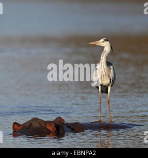 Airone cinerino (Ardea cinerea), in piedi sul retro di una piscina Ippona, Sud Africa, Parco Nazionale Kruger Foto Stock