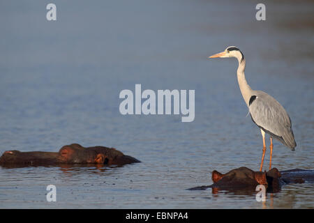 Airone cinerino (Ardea cinerea), in piedi sul retro di una piscina Ippona, Sud Africa, Parco Nazionale Kruger Foto Stock