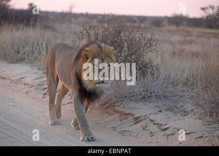 Lion (Panthera leo), maschio a camminare su una pista di sabbia prima di sunrise, Sud Africa, Kgalagadi transfrontaliera Parco Nazionale Foto Stock