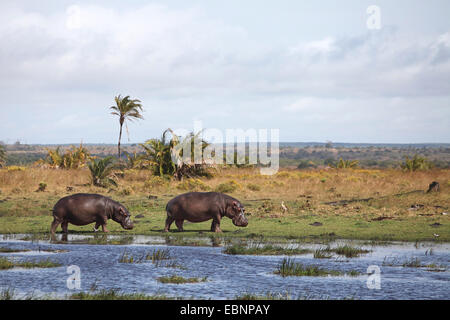 Ippopotamo, ippopotami, comune ippopotamo (Hippopotamus amphibius), due hippos in piedi sulla riva di un lago, Sud Africa, Santa Lucia Foto Stock