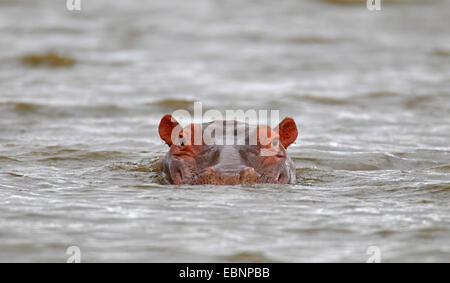 Ippopotamo, ippopotami, comune ippopotamo (Hippopotamus amphibius), nuoto, testa ritratto, Sud Africa, Parco Nazionale Kruger Foto Stock