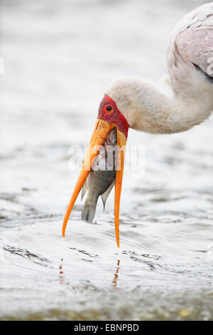 Giallo-fatturati stork (Mycteria ibis), in piedi in acqua poco profonda e mangiare un pesce, Sud Africa, Parco Nazionale Kruger Foto Stock
